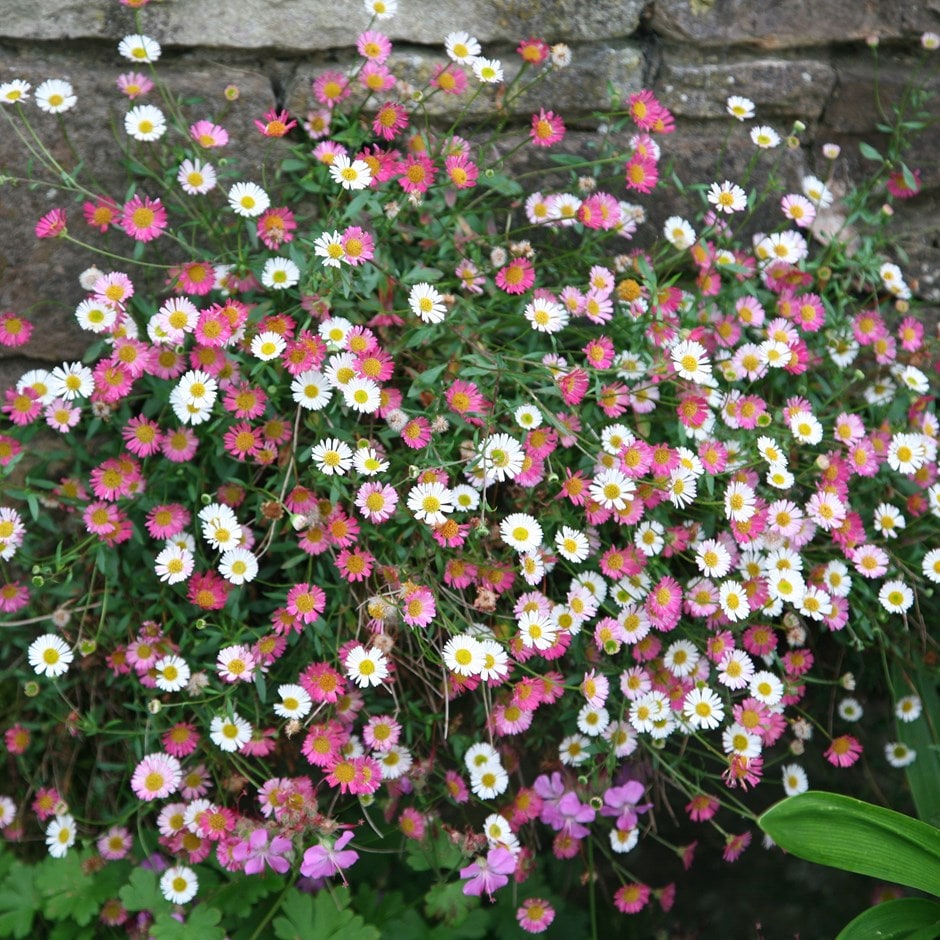 Erigeron Karvinskianus