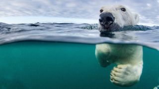 A photo of a polar bear swimming towards the camera near Harbour Islands in Hudson Bay , Canada