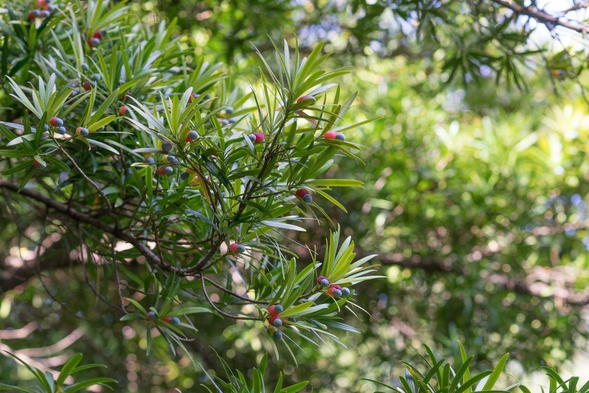 zone-9-screening-plants-best-hedge-plants-for-zone-9-gardens