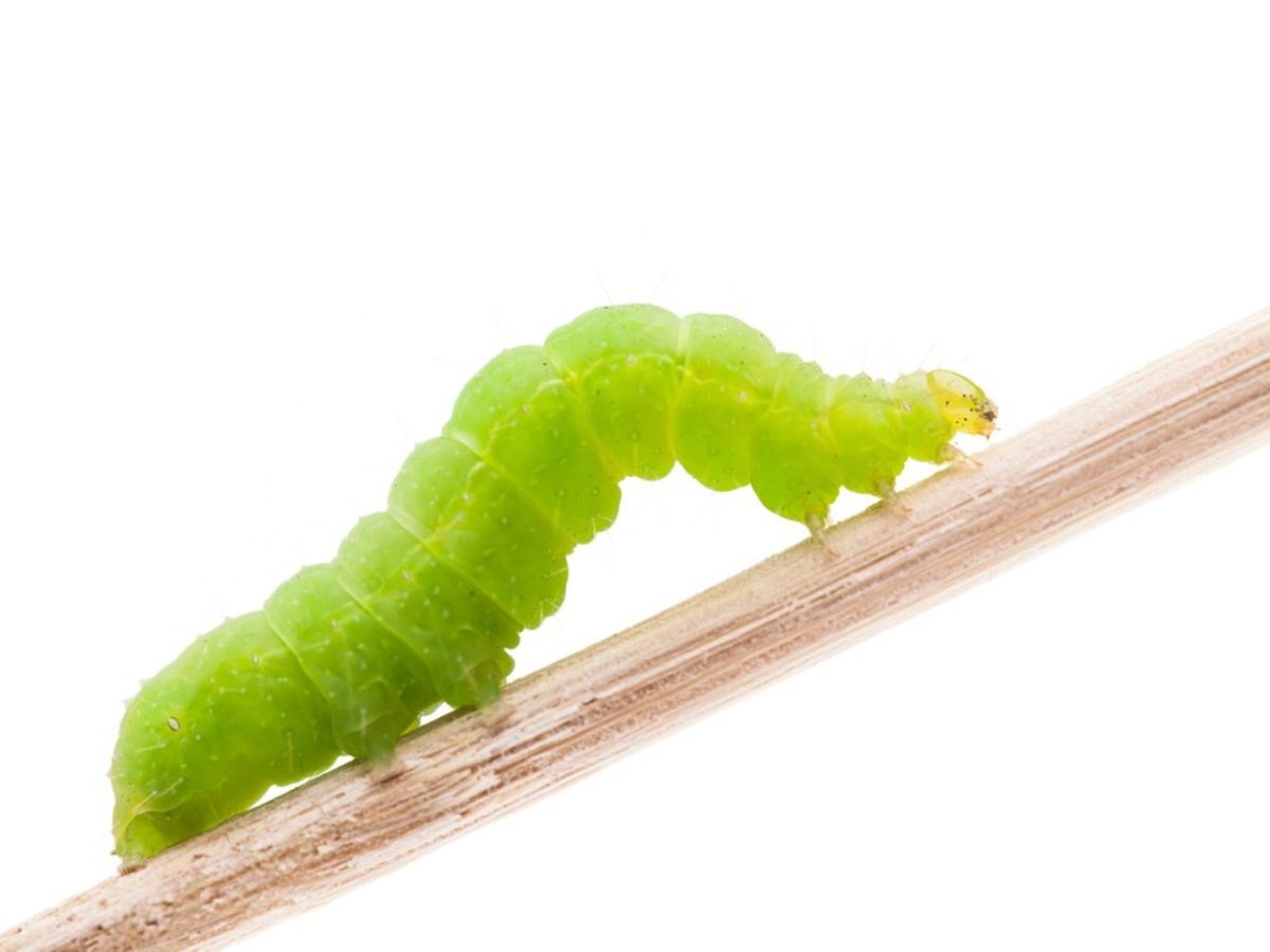 Fruitworm Control: Tips For Controlling Green Worms On Fruit
