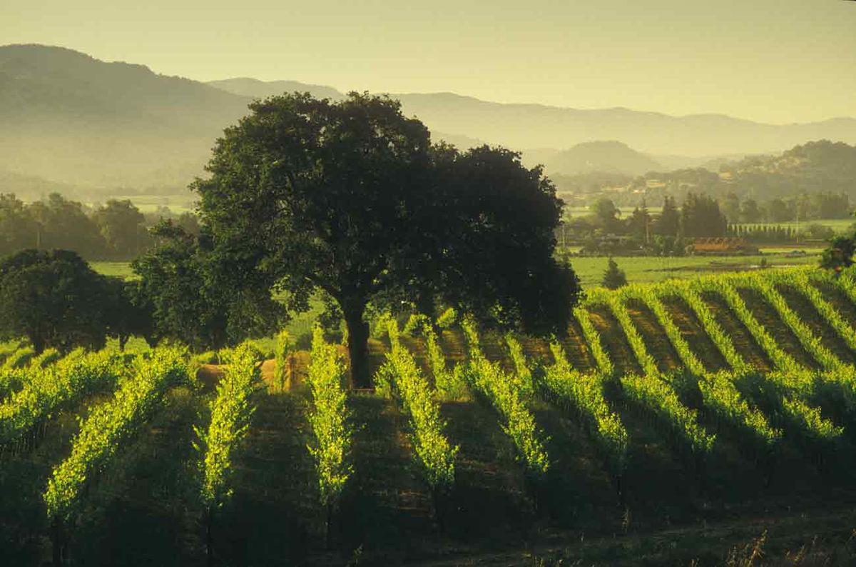 Cristaldi: Napa Valley's 2014 Cabernets 10 years on | Decanter