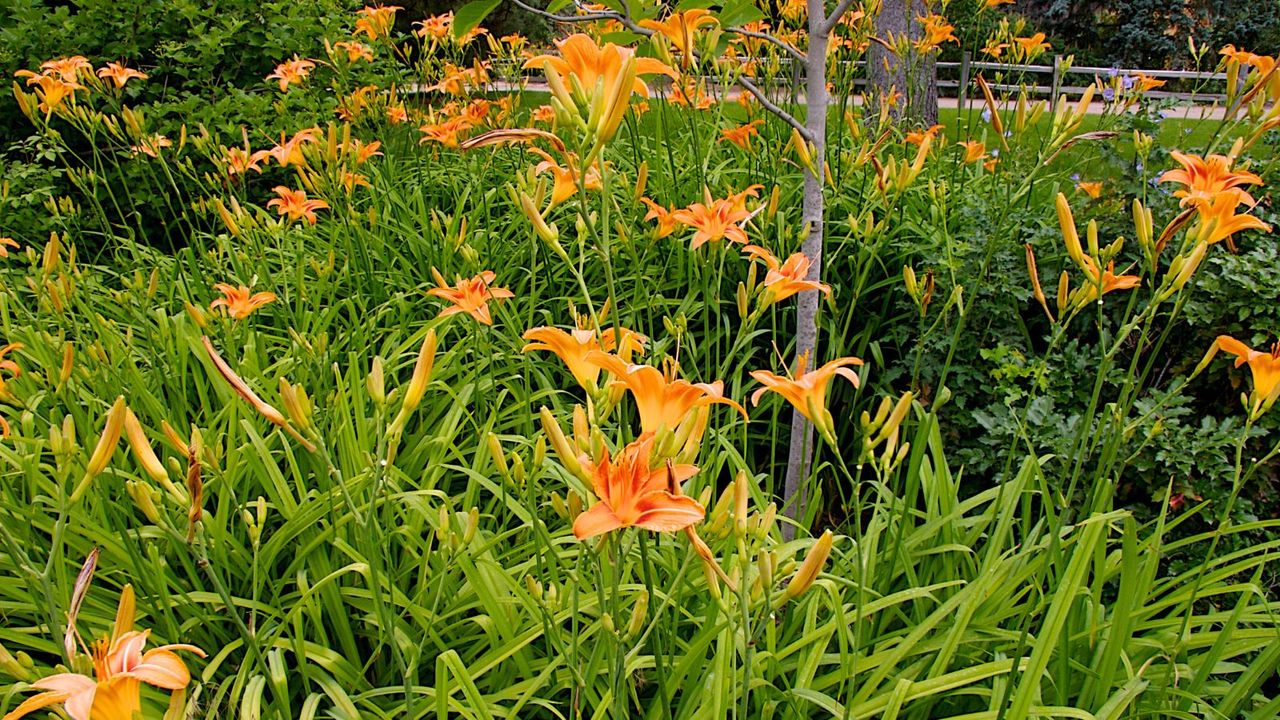 A close up of an orange daylily bush