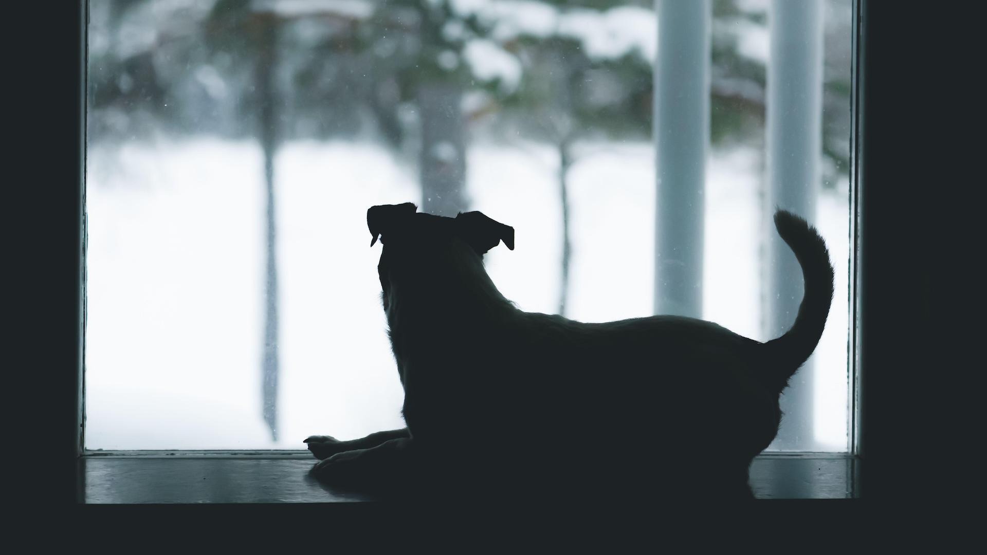Dog waiting by window