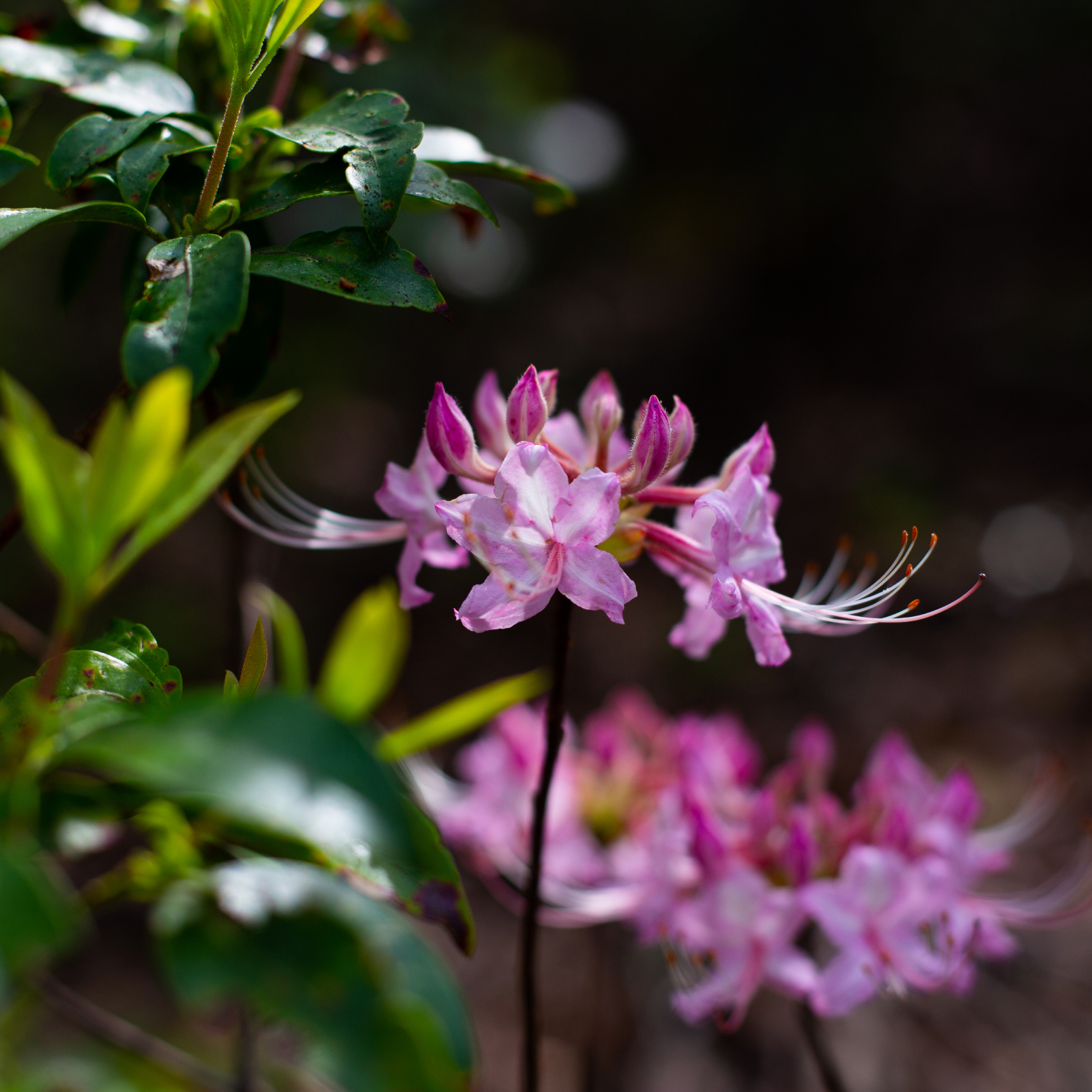 Bright pink showy flowers on wild azalea bush