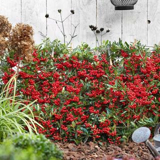 Pyracantha 'Red Star' - firethorn hedging