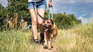 Dog being walked in hot weather