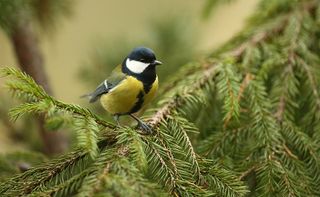 blue tit on the branch of a spruce tree