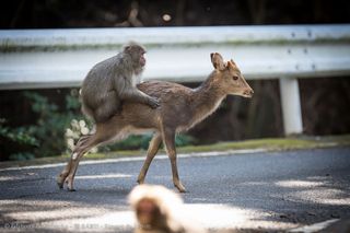 male and female deer