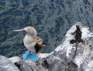 An image of a blue-footed booby.