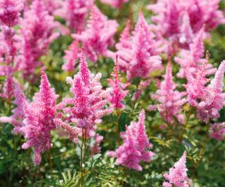 astilbe flowers in mixed border