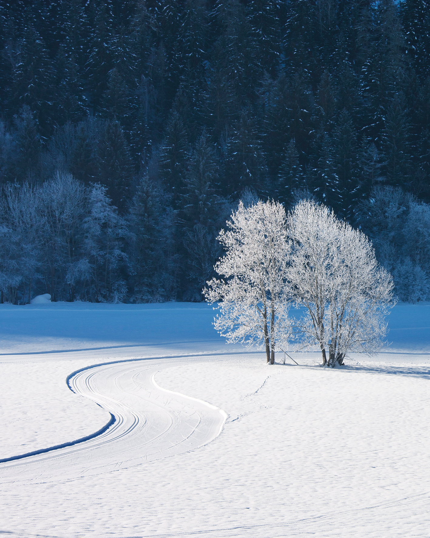 Two frosted trees stand in a snowy landscape, with a winding path of snow tracks leading away, surrounded by dark evergreen forest