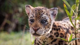 Spy Jaguar Cub Spy in the Wild