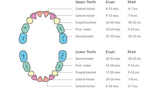 Baby Teeth chart image of all baby teeth