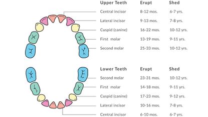 Baby Teeth chart: Which teeth erupt first and which are most painful ...