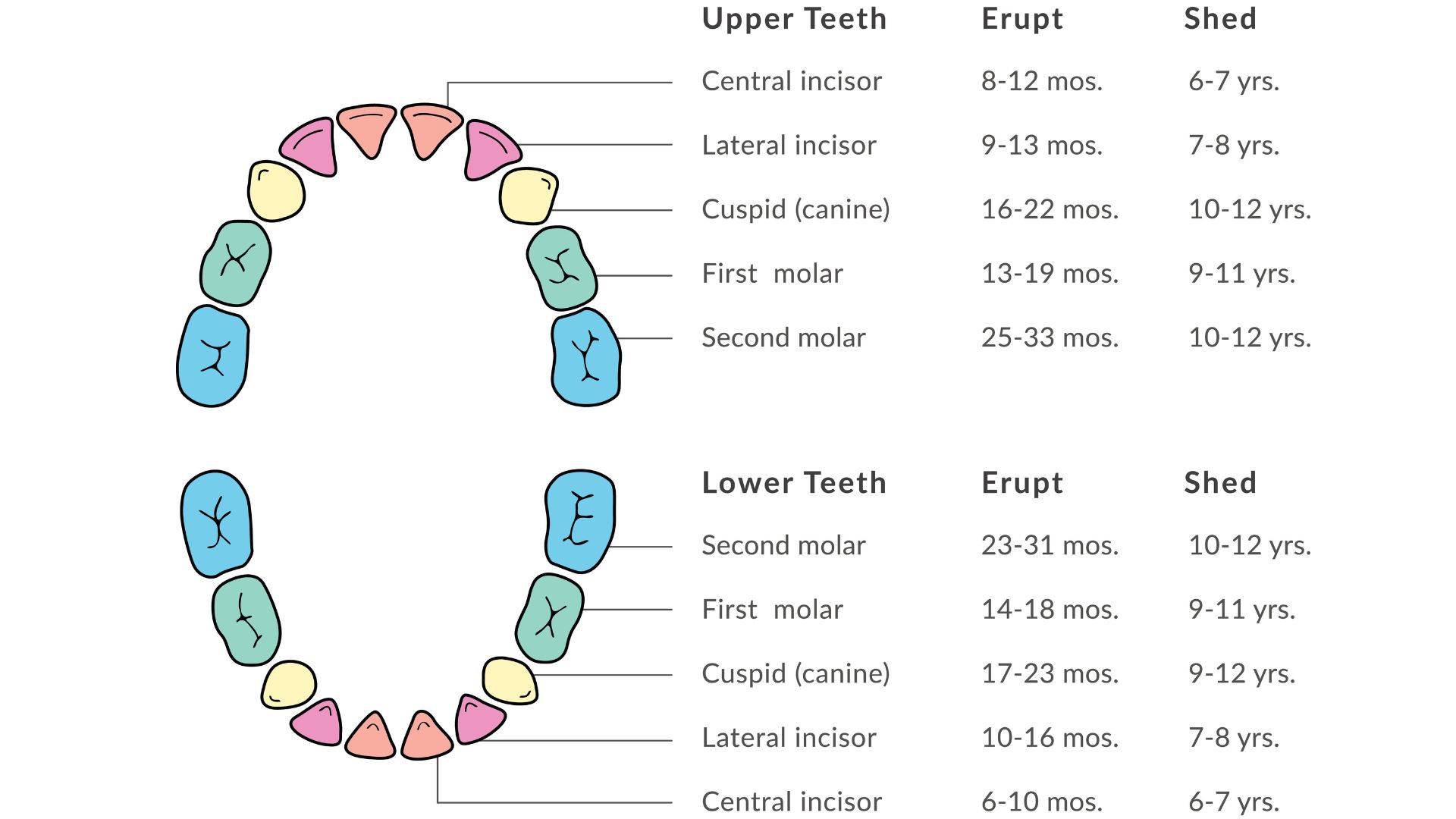 Baby Teeth Chart: Which Teeth Erupt First And Which Are Most Painful 