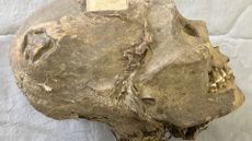 a mummified human skull&aring;&ccedil;