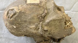 a mummified human skullåç