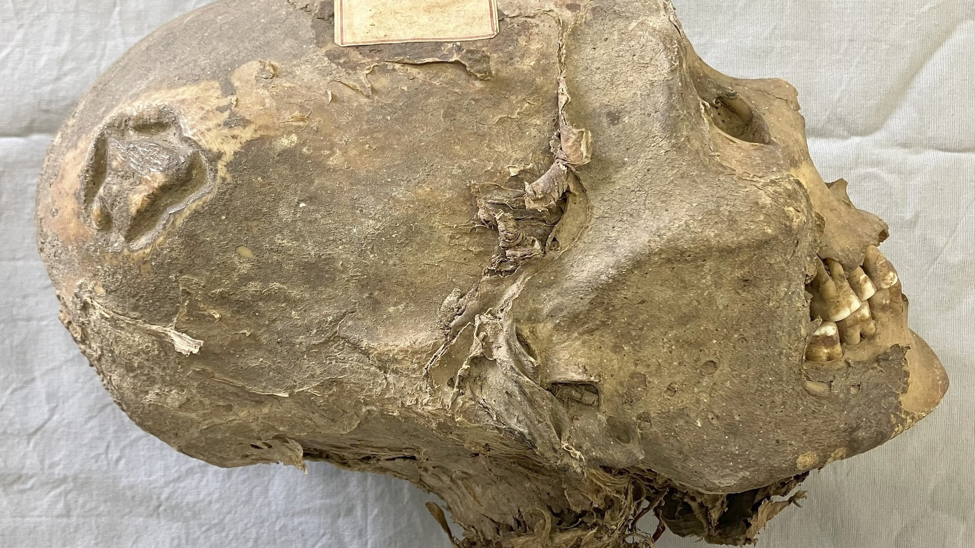 a mummified human skullåç