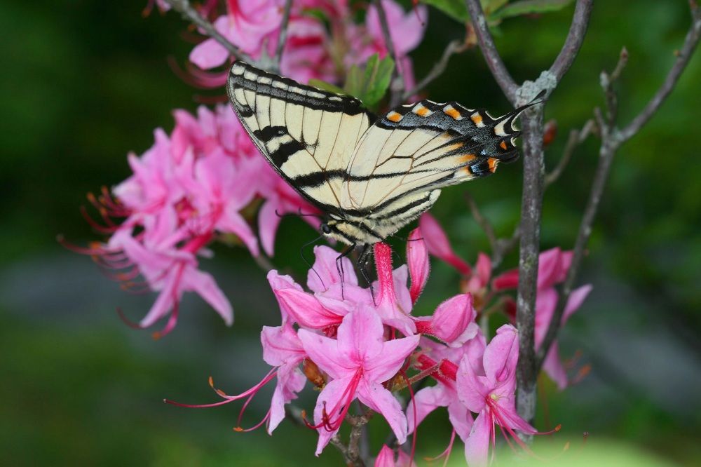 animals, insects, evolution, butterflies, speciation, new species, hybrid species, hybrid butterfly, tiger swallowtail, Appalachian tiger swallowtail, Canadian tiger swallowtail, Eastern tiger swallowtail, 