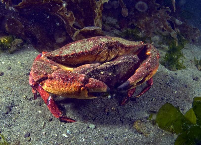 Pair of red rock crabs mating