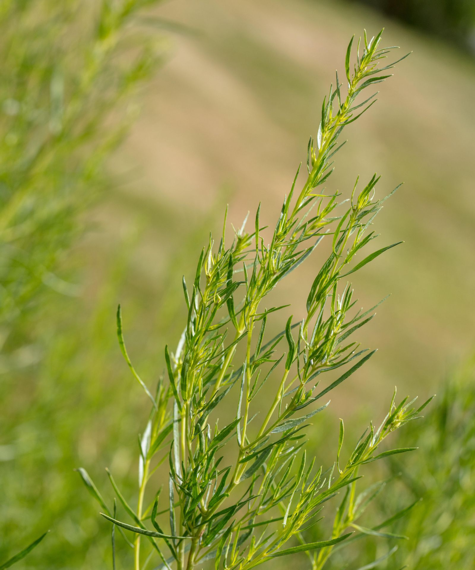Russian tarragon is the perfect winter garden herb that you probably