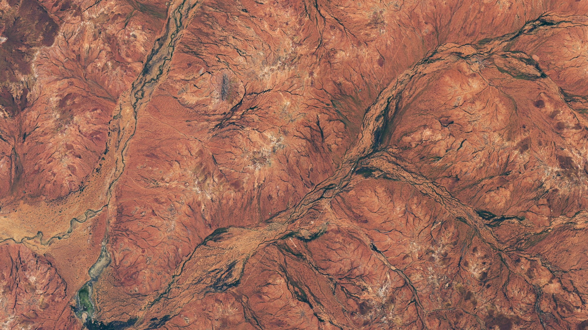 close up view of a rusty red desert landscape coverage in dark green patches - these are the wildflowers that have bloomed and blanket the region.
