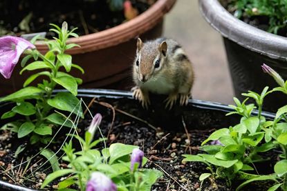 a chipmunk sat on the edge of a garden container