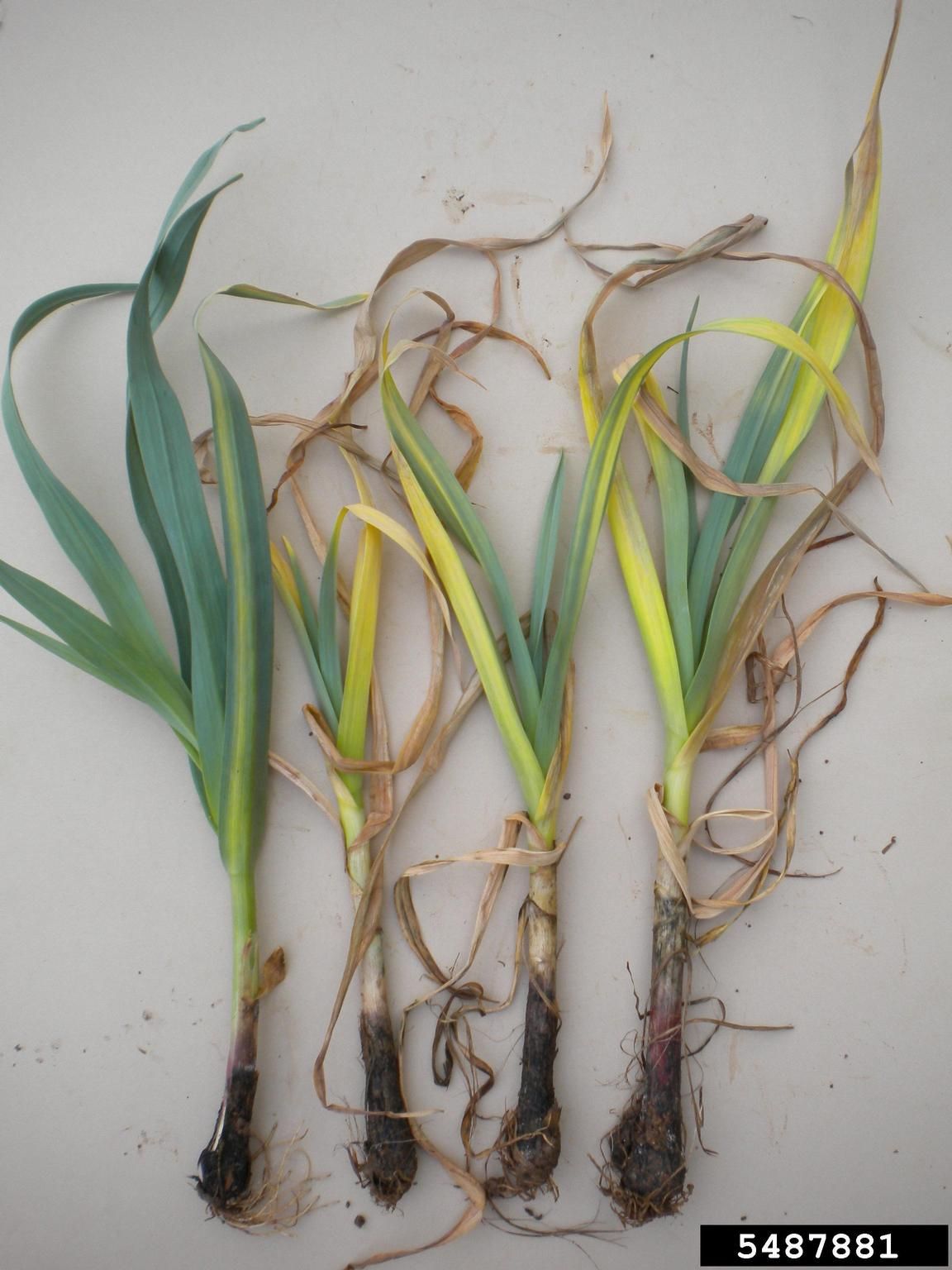 Uprooted Garlic Plants