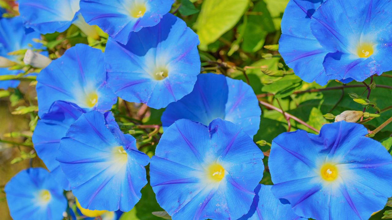 morning glory Heavenly Blue in flower and growing against a fence