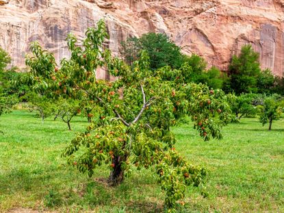 Fruit Trees In The Southwest Region