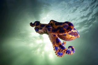 Blue-ringed octopuses swimming in sea.
