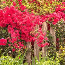 spring flowering bushes of azalea in bloom