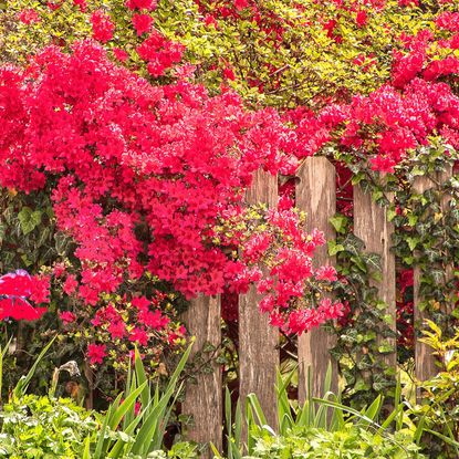 spring flowering bushes of azalea in bloom