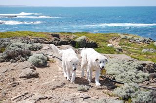 Maremma sheepdogs