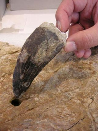 Huge Dinosaur Tooth Found in Spain | Live Science