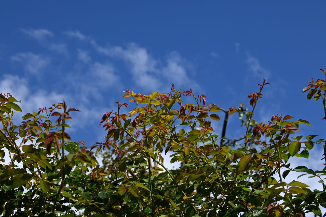 Nikon Z fc review image samples
