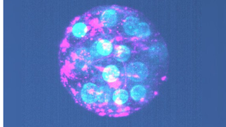 Blue and purple microscope image of a developing embryo