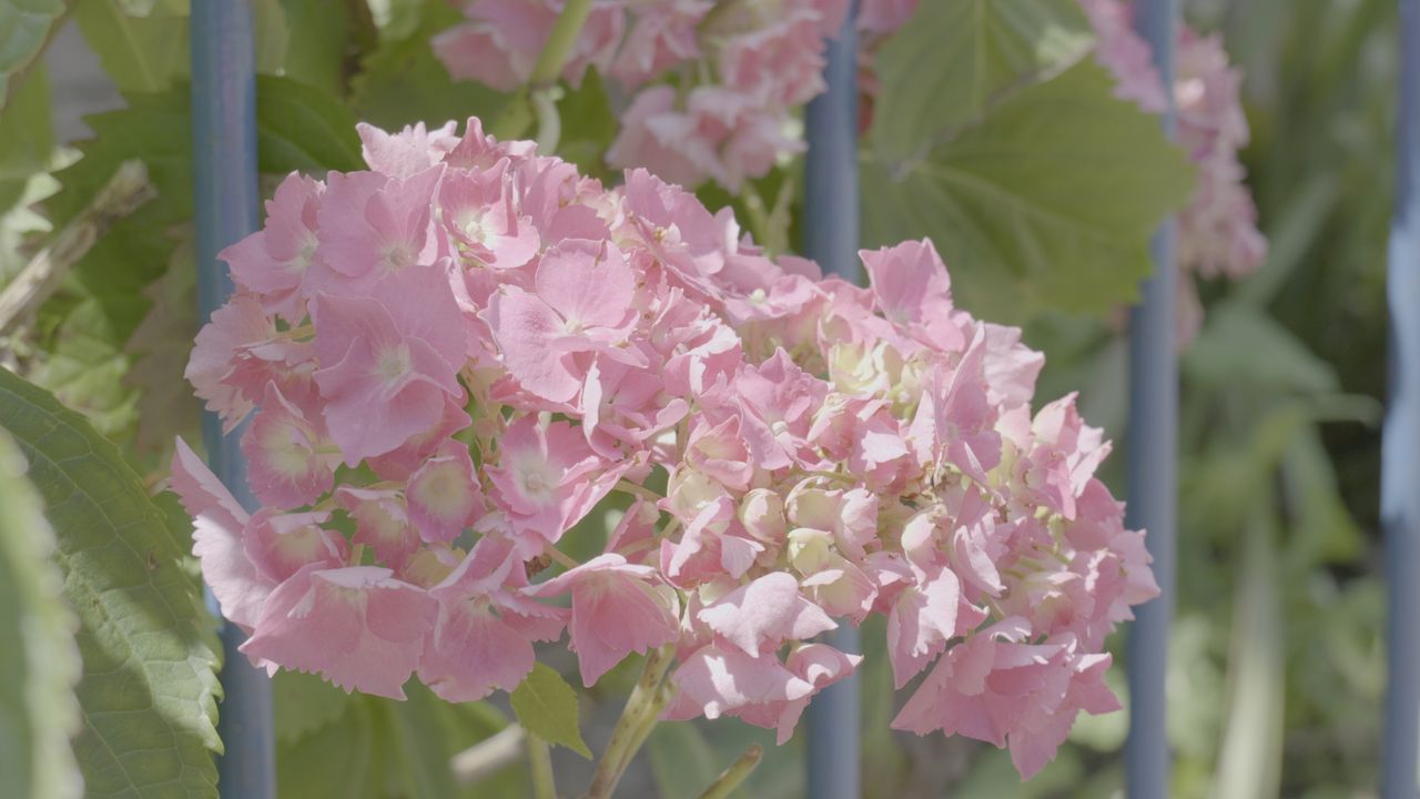 A screengrab from a video clip showing the Lumix S9's LUT profiles
