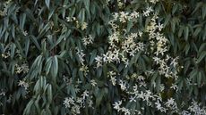 Clematis armandii blooming with white flowers against the dark green foliage