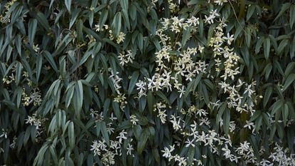 Clematis armandii blooming with white flowers against the dark green foliage