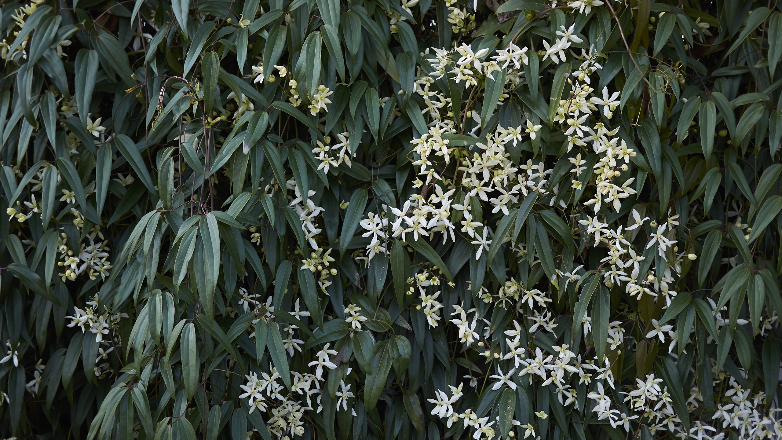 Clematis armandii blooming with white flowers against the dark green foliage