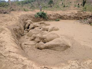 Mud-covered elephants await rescue in Keo Seima. Three adult females and eight juveniles were stuck in the muddy bomb crater.