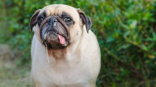 Pug puppy drooling