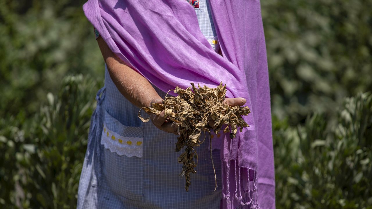 A woman holds dry crop