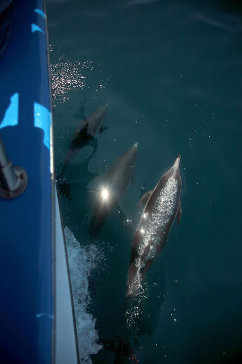 Short-Beaked Common Dolphin