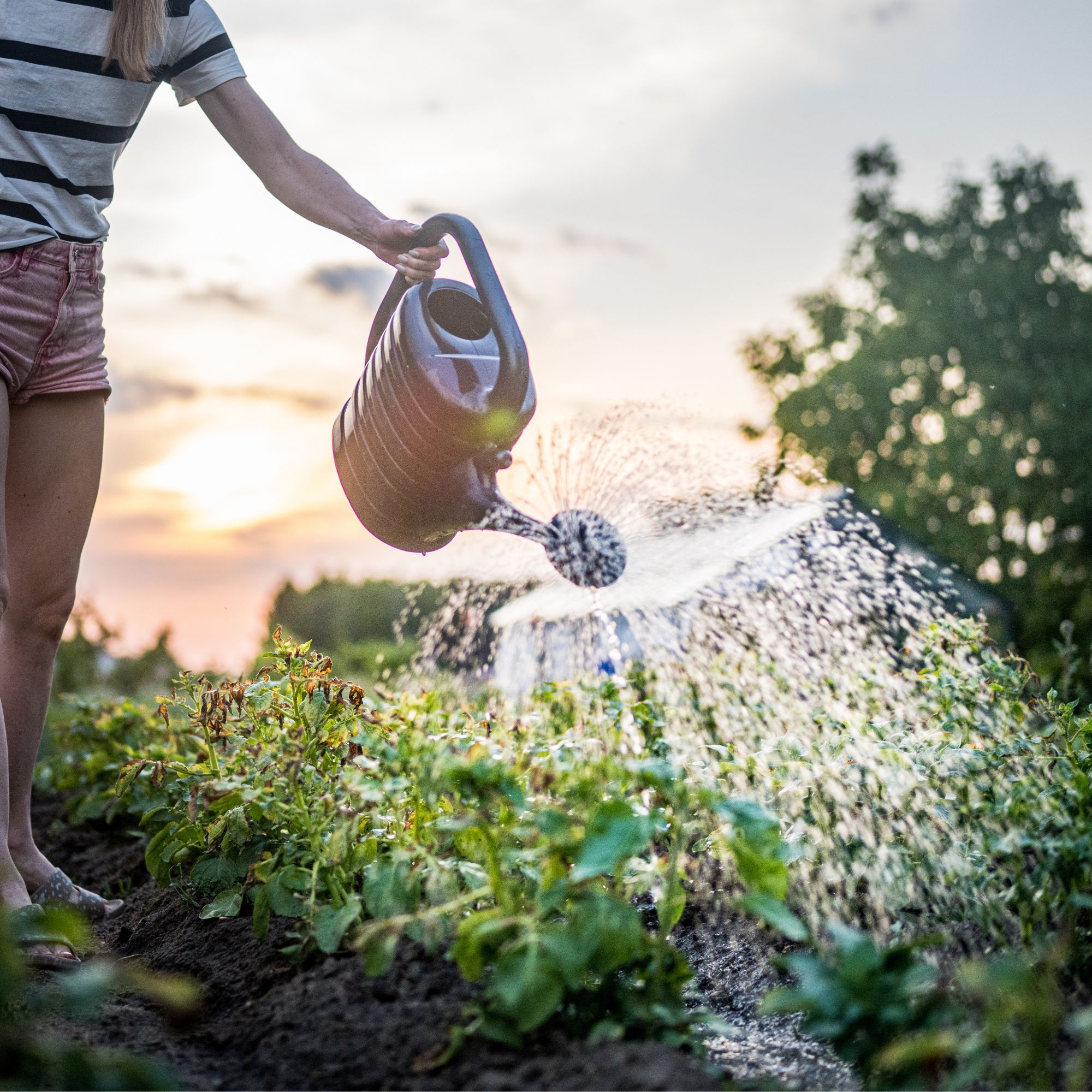 watering garden in morning