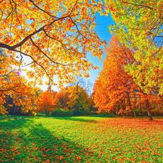 autumn leaves on trees and grass on sunny day