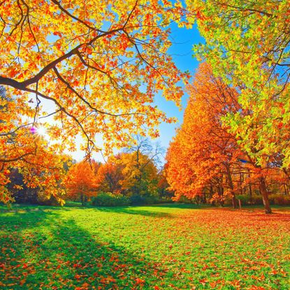autumn leaves on trees and grass on sunny day