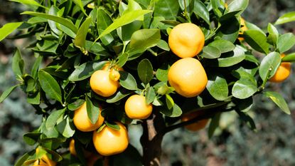 A crop of oranges on a tree