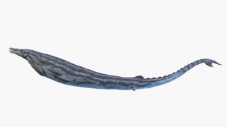 A long snake-like mammal with a thick torso swims underwater.